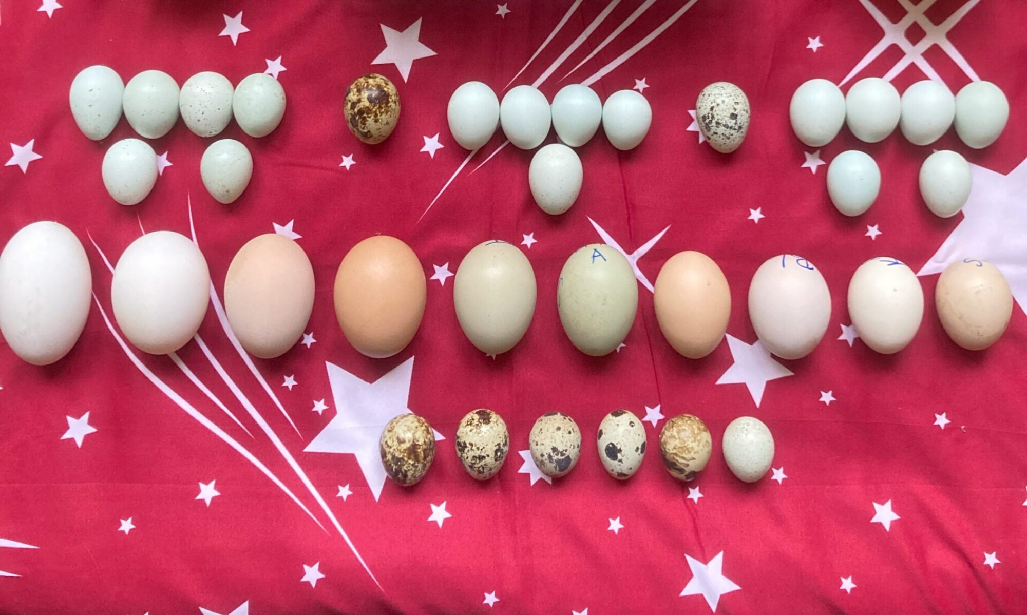 Jaja za Inkubaciju po vašem izboru