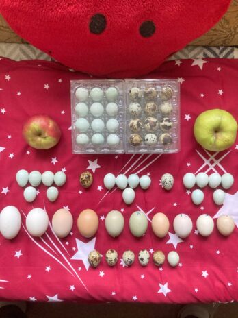 Jaja za Inkubaciju po vašem izboru - Slika 4