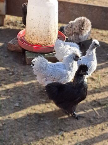 Jaja za inkubaciju od - Japanske Svilene mini kokoši