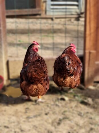 Jaja za inkubaciju od kokoši - Orpington Brown