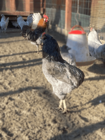 Jaja za inkubaciju od kokoši - Plava Araucana