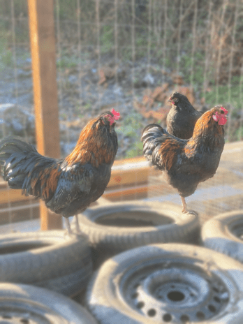 Jaja za inkubaciju od kokoši - Black Araucana